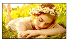 LG Monitor wielkoformatowy 50UL5Q-E 500cd/m2 UHD 24/7